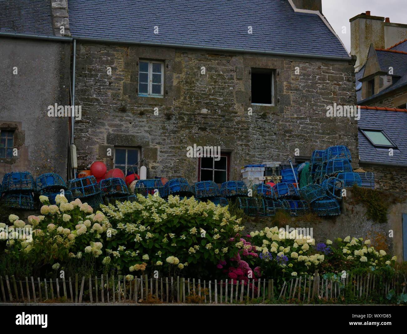 Maison breton fleurie d'hortensias avec des accessoires de peche au crustacés , toit en ardoise , casier de peche , le conquet , bretagne Banque D'Images