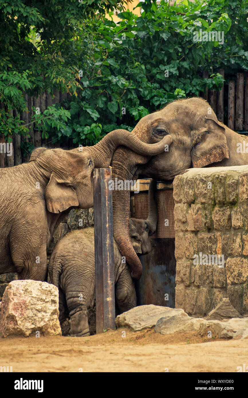 Gros Plan D Une Famille D Elephants L Homme Separe De La Femelle Et Bebe Elephant Etreignant L Un L Autre Par Dessus La Cloture Photo Stock Alamy