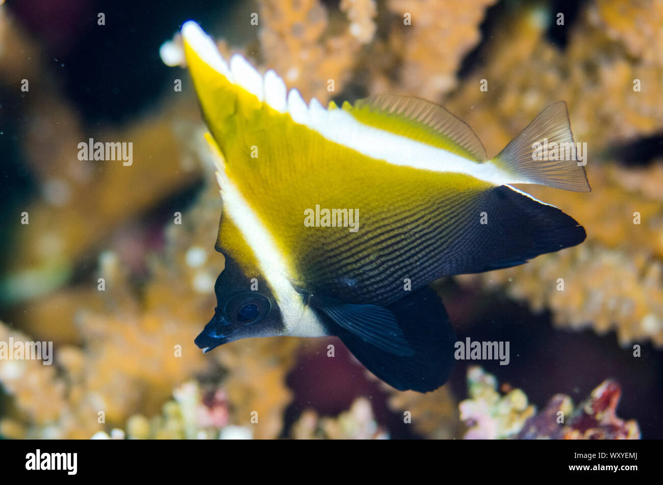 C. Bannerfish, Heniochus varius, Sebayor Point dive site, entre les îles de Komodo et Flores, le Parc National de Komodo, en Indonésie, de l'Océan Indien Banque D'Images