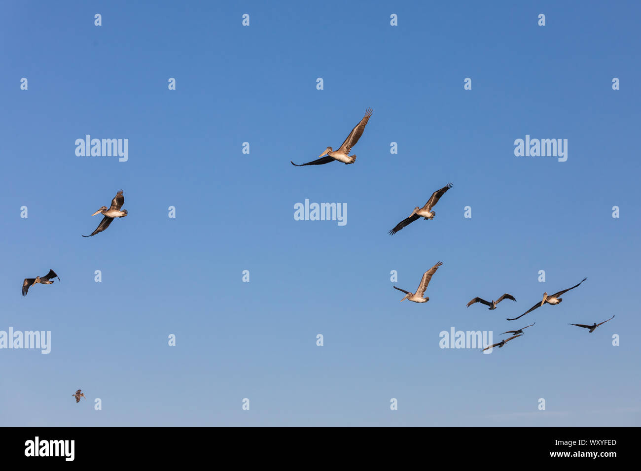 L'État de Washington, USA, Fez, Cap déception State Park. troupeau de pélicans bruns en vol. Banque D'Images