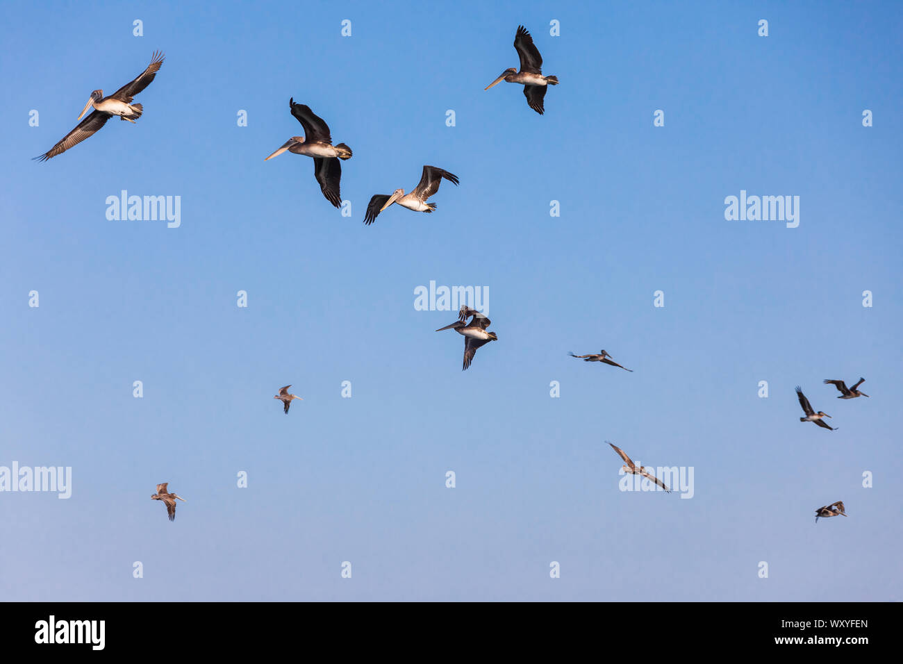 L'État de Washington, USA, Fez, Cap déception State Park. troupeau de pélicans bruns en vol. Banque D'Images