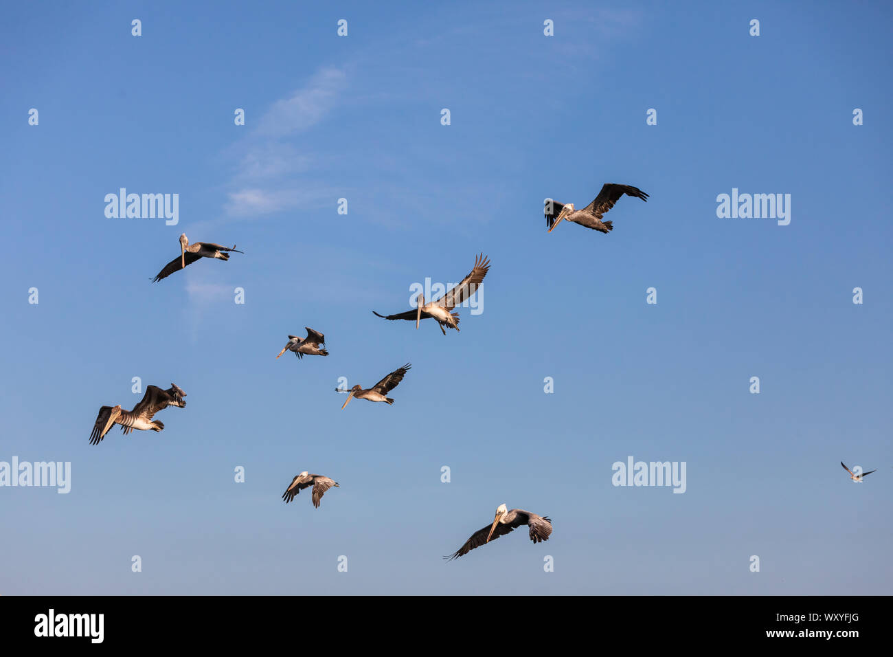 L'État de Washington, USA, Fez, Cap déception State Park. Troupeau de pélicans bruns en vol. Banque D'Images