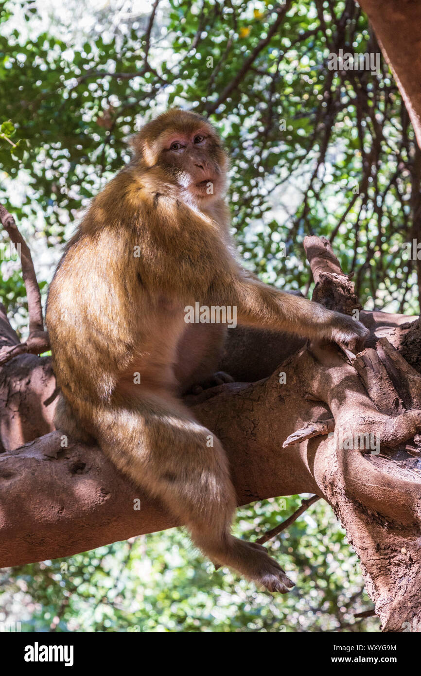 Macaques de Barbarie (Macaca sylvanus), également connu sous le nom de singe magot de Barbarie ou vivant à l'Ouzoud, Tanaghmeilt, Maroc, Afrique du Nord, Maghreb, Afrique Banque D'Images