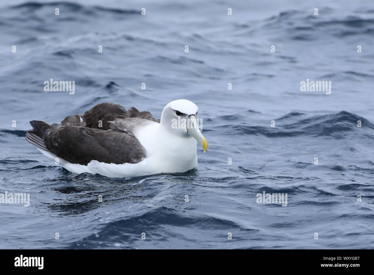 Un albatros à cape blanche, Thalassarche steadi, en mer Banque D'Images