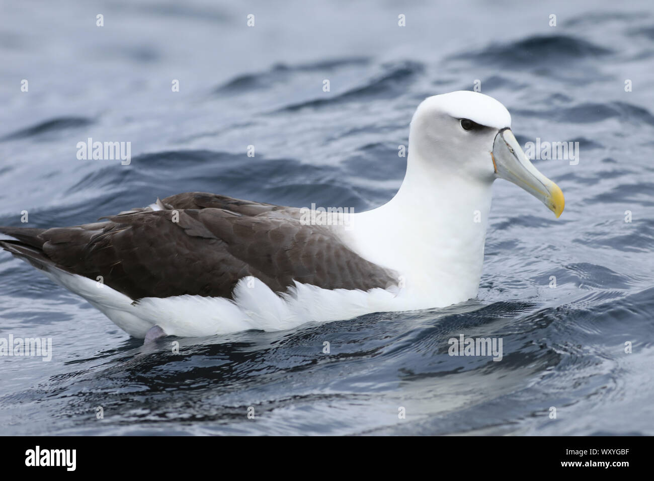 Un albatros à cape blanche, Thalassarche steadi, sur l'eau Banque D'Images