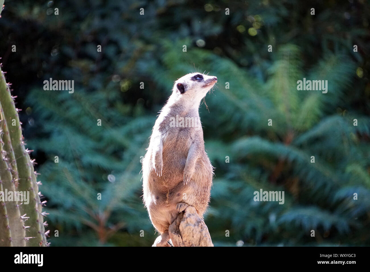 Meerkat - Suricate est à regarder autour sur un point élevé Banque D'Images