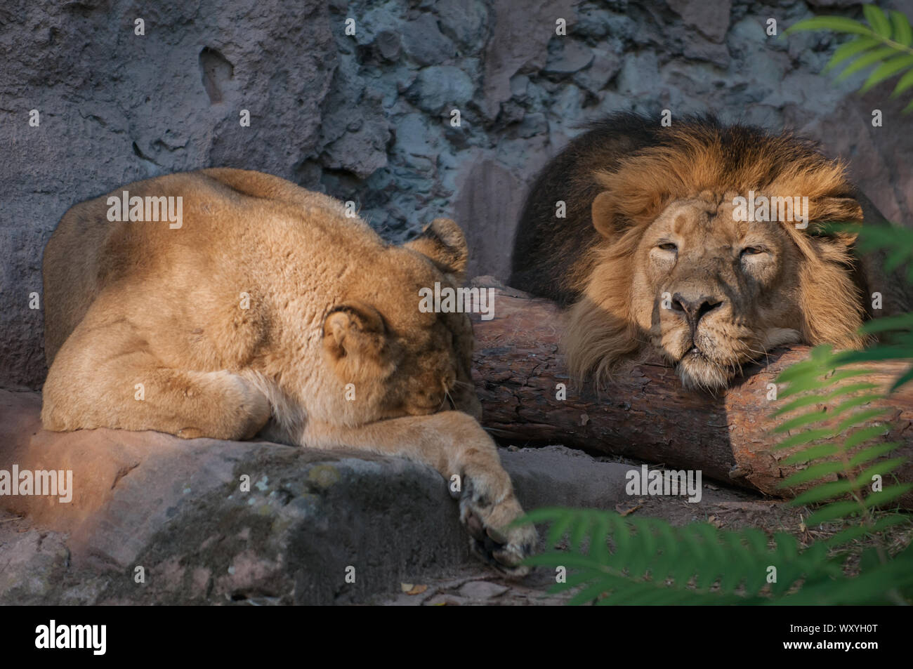 Deux lions de dormir dans le soleil Banque D'Images