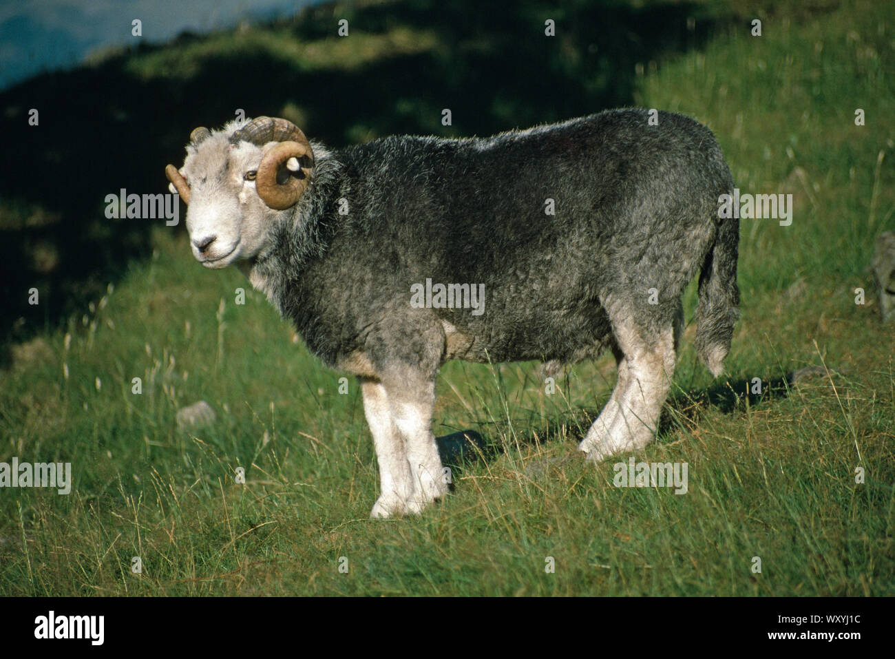 Goujon de moutons HERDWICK ram Langdale, Lake District, Cumbria, au nord ouest de l'Angleterre. Remarque désamarré longue queue. Inutile dans le climat local. Banque D'Images