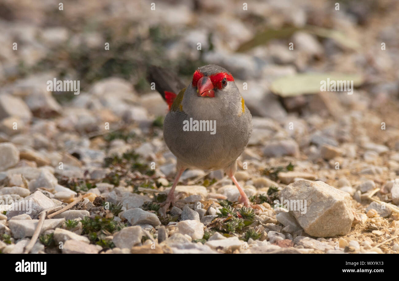 Sourcils rouges Finch, Neochmia temporalis à chercher de la nourriture sur le sol à Mudgee Nouvelle Galles du Sud, Australie. Banque D'Images