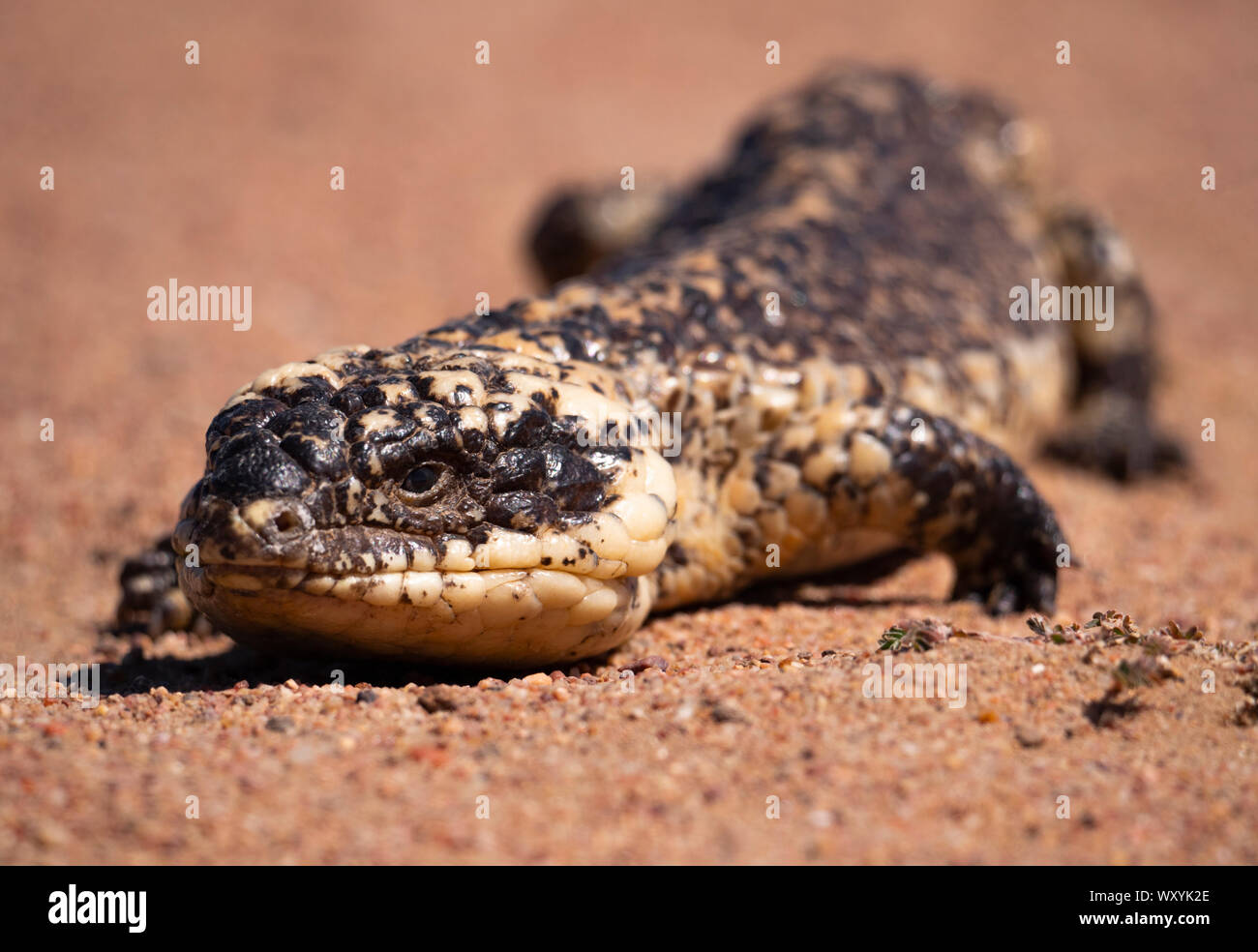 Un Shingleback Lizard, Tiliqua rugosa aussi connu comme un cerf et trapue, Boggi, endormi, ou lézard dans bobtail outback Nouvelle Galles du Sud, Australie Banque D'Images