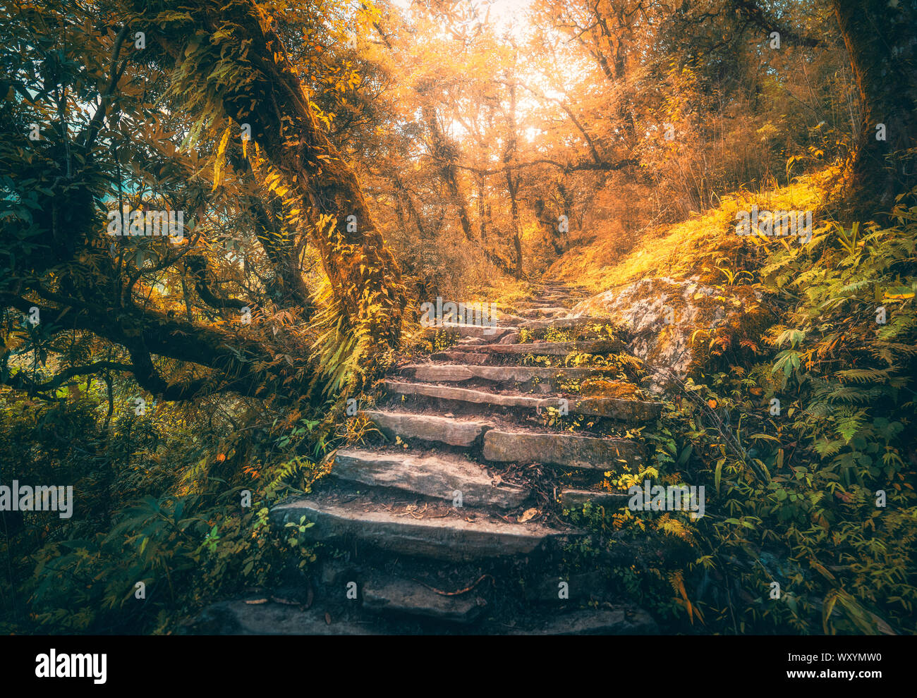Des marches en pierre dans la vieille forêt dans le brouillard au coucher du soleil en automne Banque D'Images