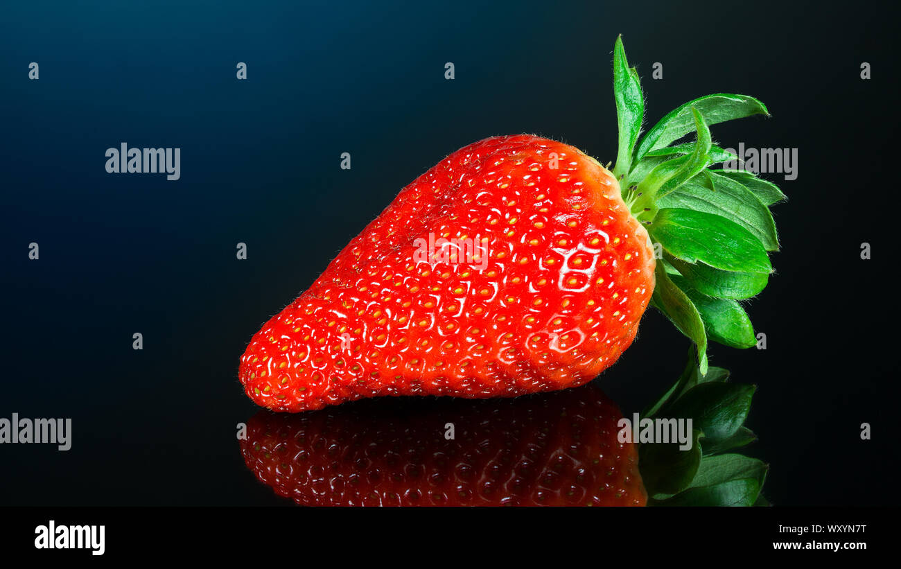 Un rouge fraise de jardin avec des feuilles vertes et de réflexion sur fond noir brillant. Fragaria annanassa. Belle close-up de juteux doux fruit mûr. Banque D'Images