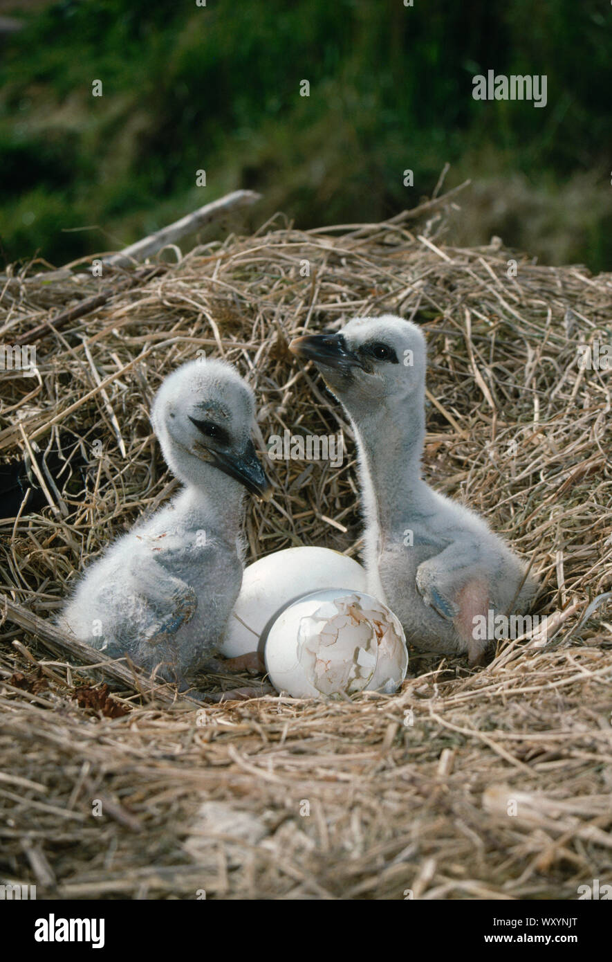 Porc blanc européen (Ciconia ciconia). LES POUSSINS FRÈRES ET SŒURS, saluant un autre par le projet de loi, en train de claquer dès un âge très précoce, dans le nid, comme le font leurs parents. Banque D'Images