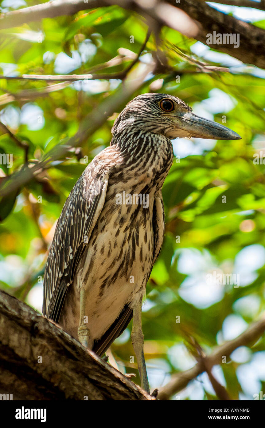 Héron au San Pancho Bird Observatory, Puerto Vallarta, Jalisco, Mexique. Banque D'Images