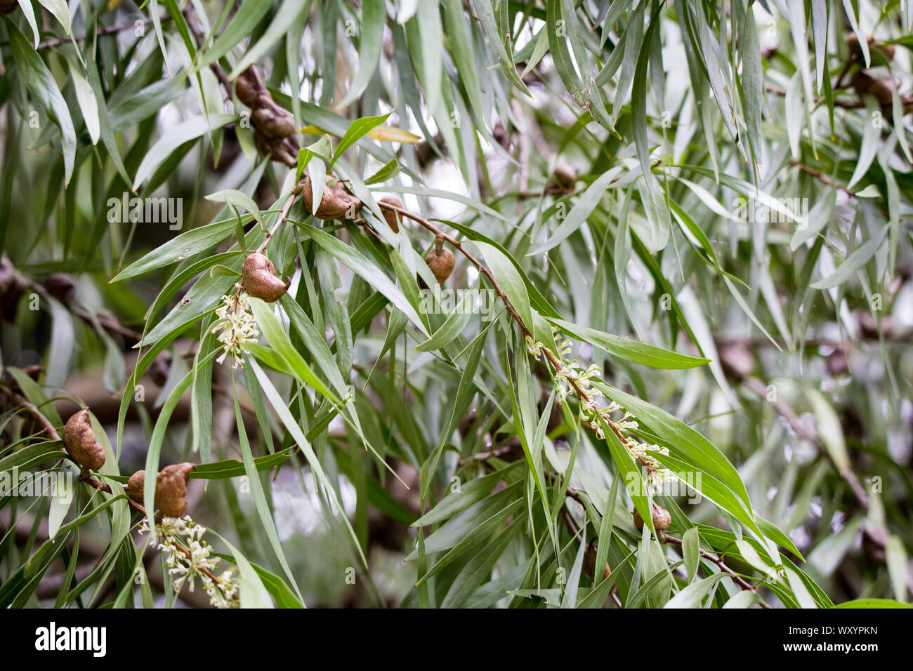L'Australian tree Hakea Hakea Eriantha, ou, en fleurs et de transporter de grosses gousses brunes au printemps dans les jardins botaniques de Christchurch, Nouvelle-Zélande Banque D'Images