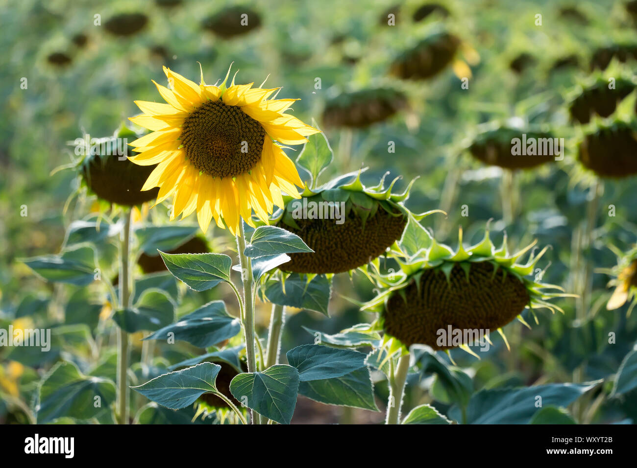 Tournesol sur un champ agricole, rétroéclairé par coucher du soleil ; le concept de se démarquer de la foule. Banque D'Images