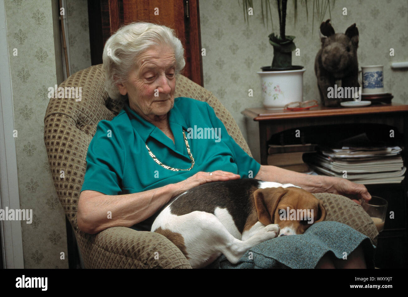 Animaux de compagnie et Beagle 'citoyens' propriétaire. Assis confortablement sur les genoux de la femme assise propriétaire dans sa salle de séjour. Banque D'Images