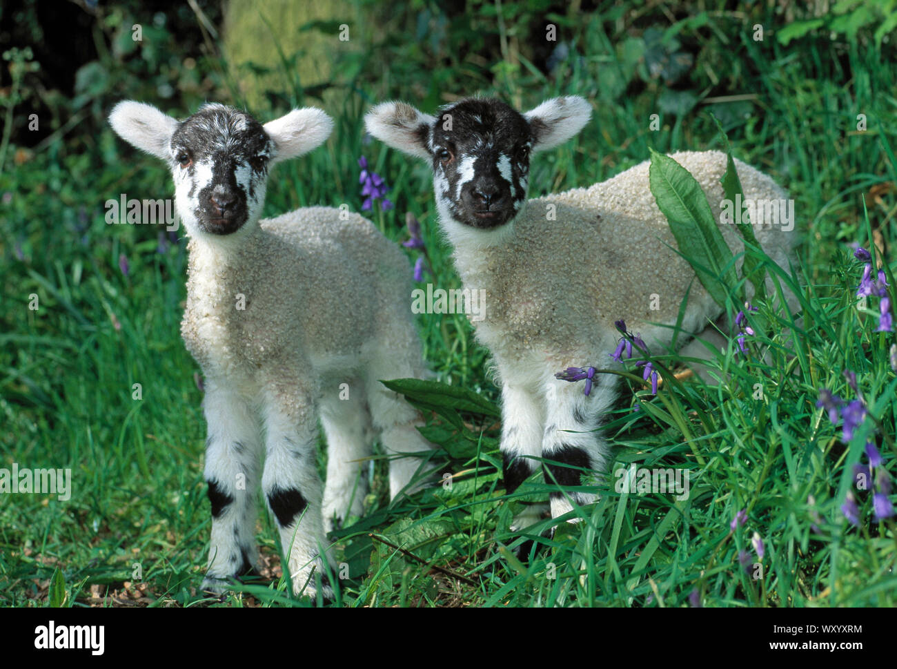 MULE de trois jours des agneaux jumeaux-Bluefaced Leicester x Swaledale cross des moutons. Banque D'Images