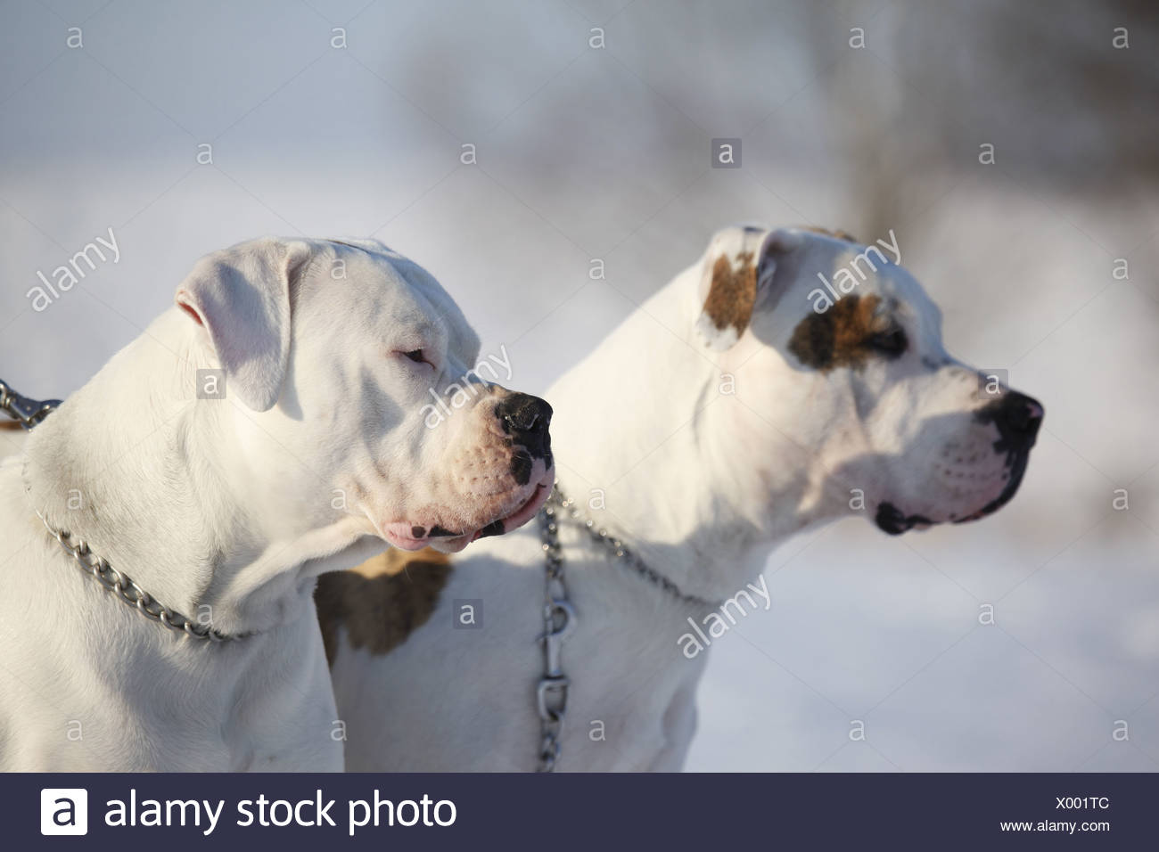 Hund Halsband Banque D Image Et Photos Page 2 Alamy