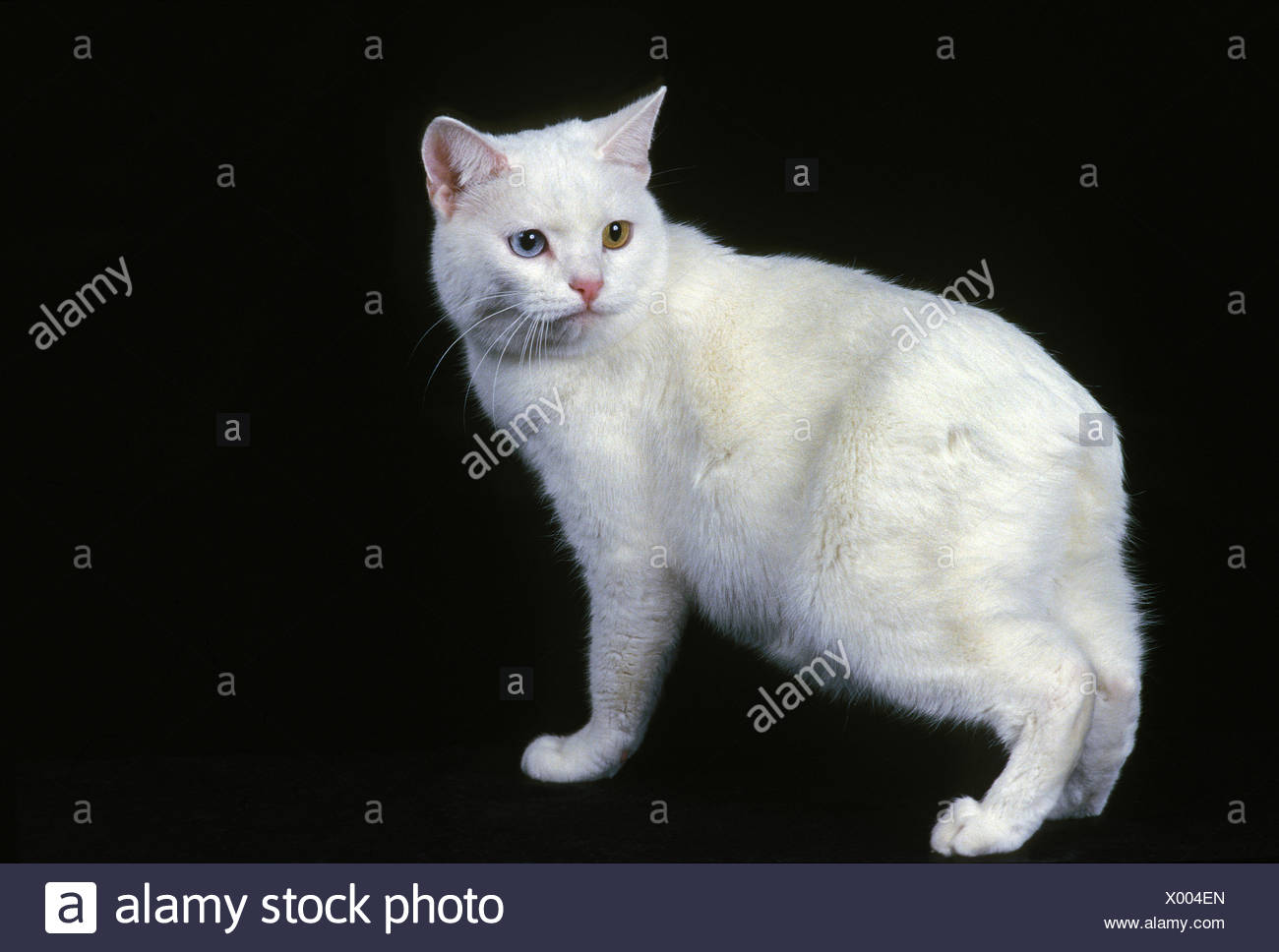 Manx Chat Domestique Un Withoug Race De Chat De Queue Des Profils Sur Fond Noir Photo Stock Alamy Manx Chat Domestique Un Withoug Race De Chat De Queue Des Profils Sur Fond Noir Photo Stock Alamy
