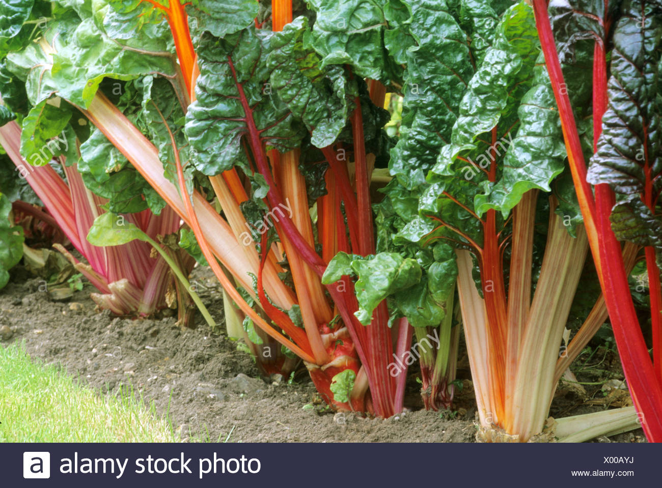 Bette A Carde Rouge Banque D Image Et Photos Alamy