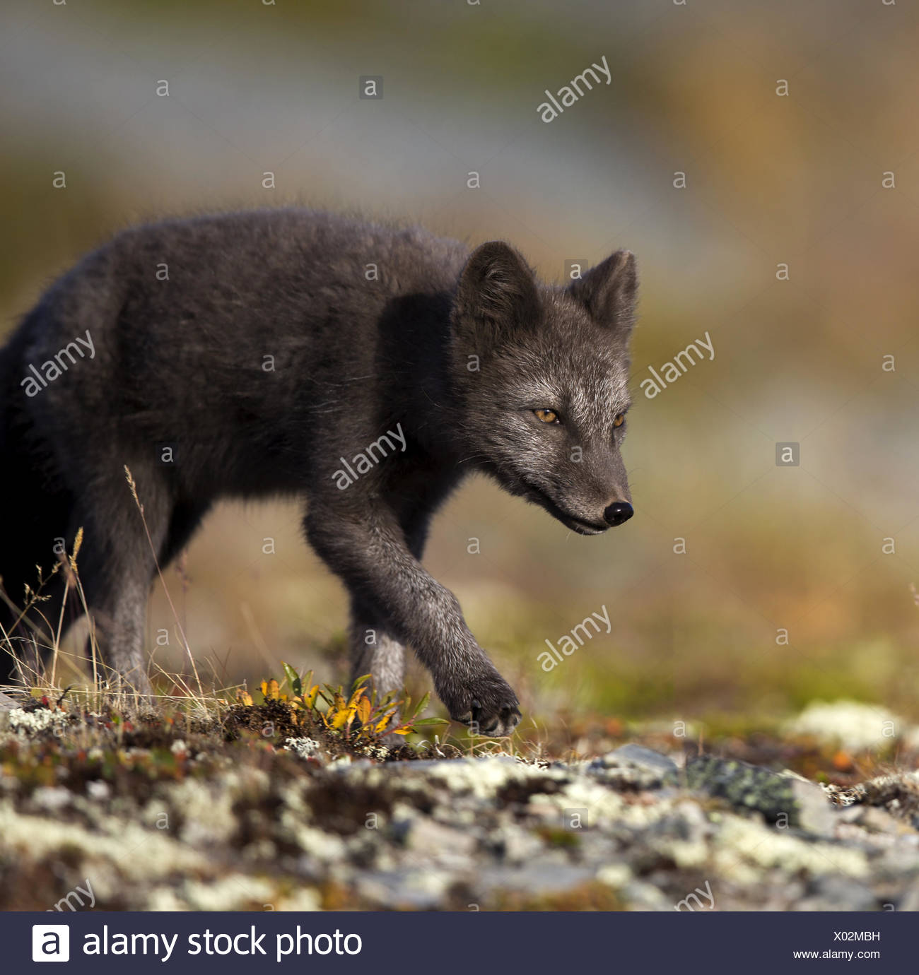 Le Renard Arctique Le Renard Polaire Alopex Lagopus Vulpes Lagopus Noir Le Renard Arctique De Nourriture La Norvege Oppdal Photo Stock Alamy Le Renard Arctique Le Renard Polaire Alopex Lagopus Vulpes Lagopus Noir Le Renard Arctique De Nourriture La Norvege Oppdal Photo Stock Alamy