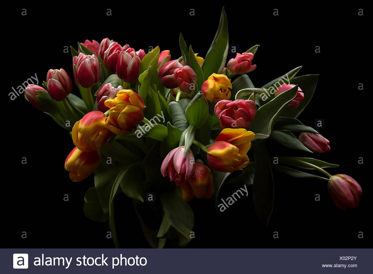 Bouquet de tulipes, studio shot Banque D'Images