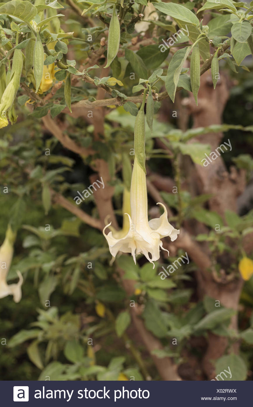 Fleur Blanche Qui Est Dans Une Forme De Bell Sur Un Ange