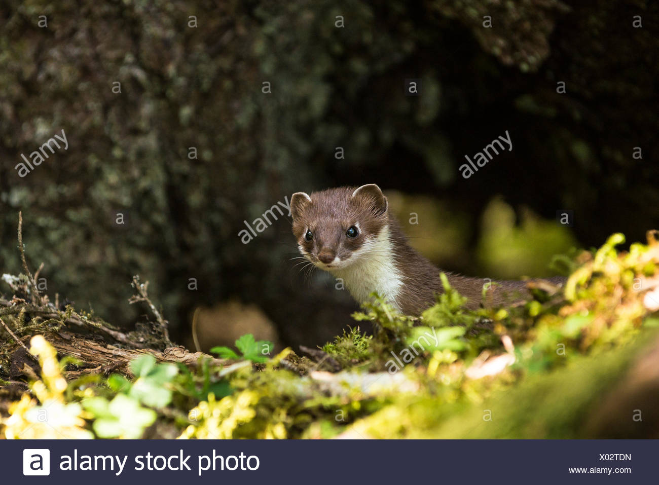 Court Hermine Belette Ou L Hermine Mustela Erminea En Dehors De Son Antre Prince William Sound Alaska Photo Stock Alamy