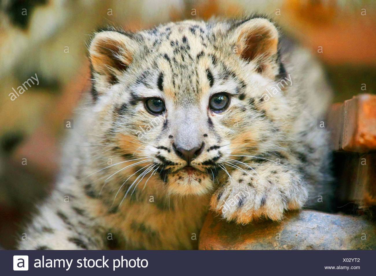 Léopard des neiges (Uncia uncia, Panthera uncia), leopard cub, portrait Banque D'Images