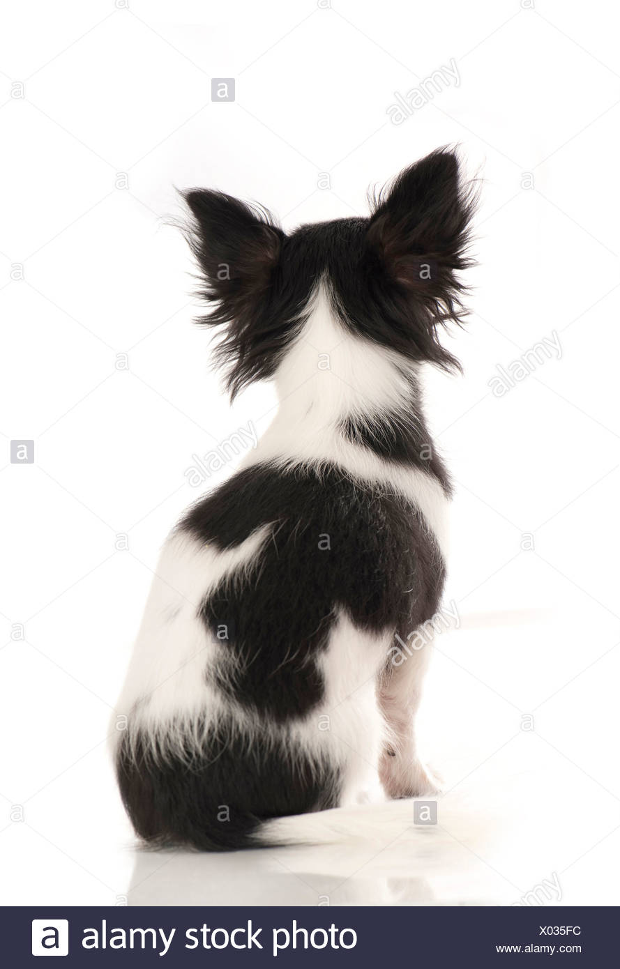 Chihuahua Le Noir Et Blanc Chien Assis Vu De Larrière