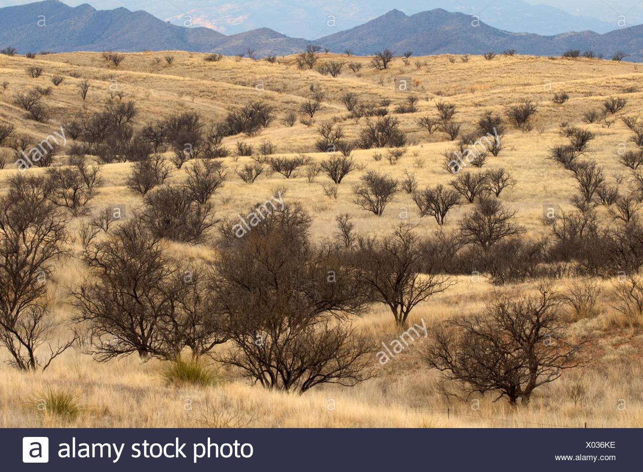 À mesquite, Las Cienegas National Conservation Area, Arizona. Banque D'Images