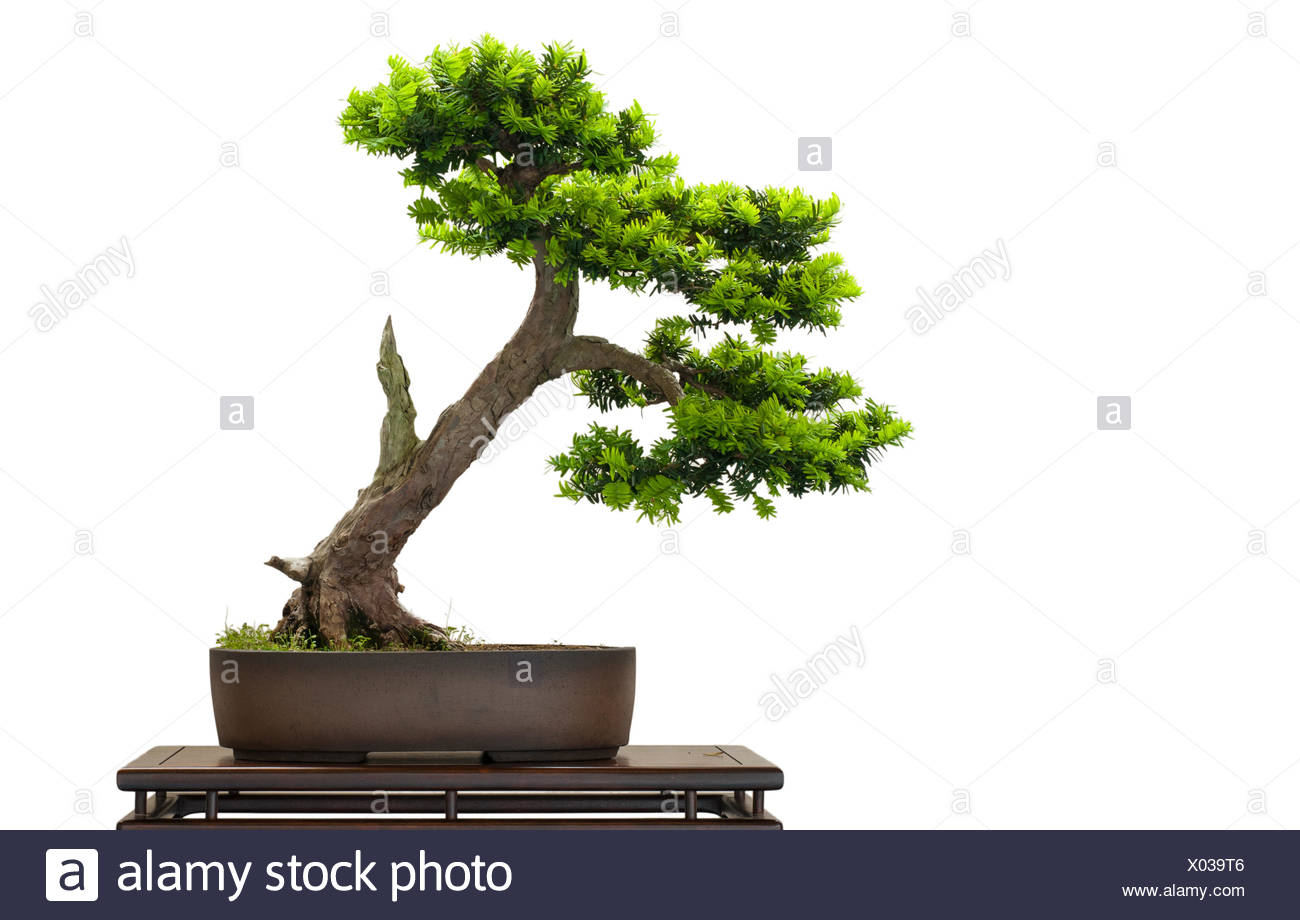 En tant que juif japonais bonsai Banque D'Images