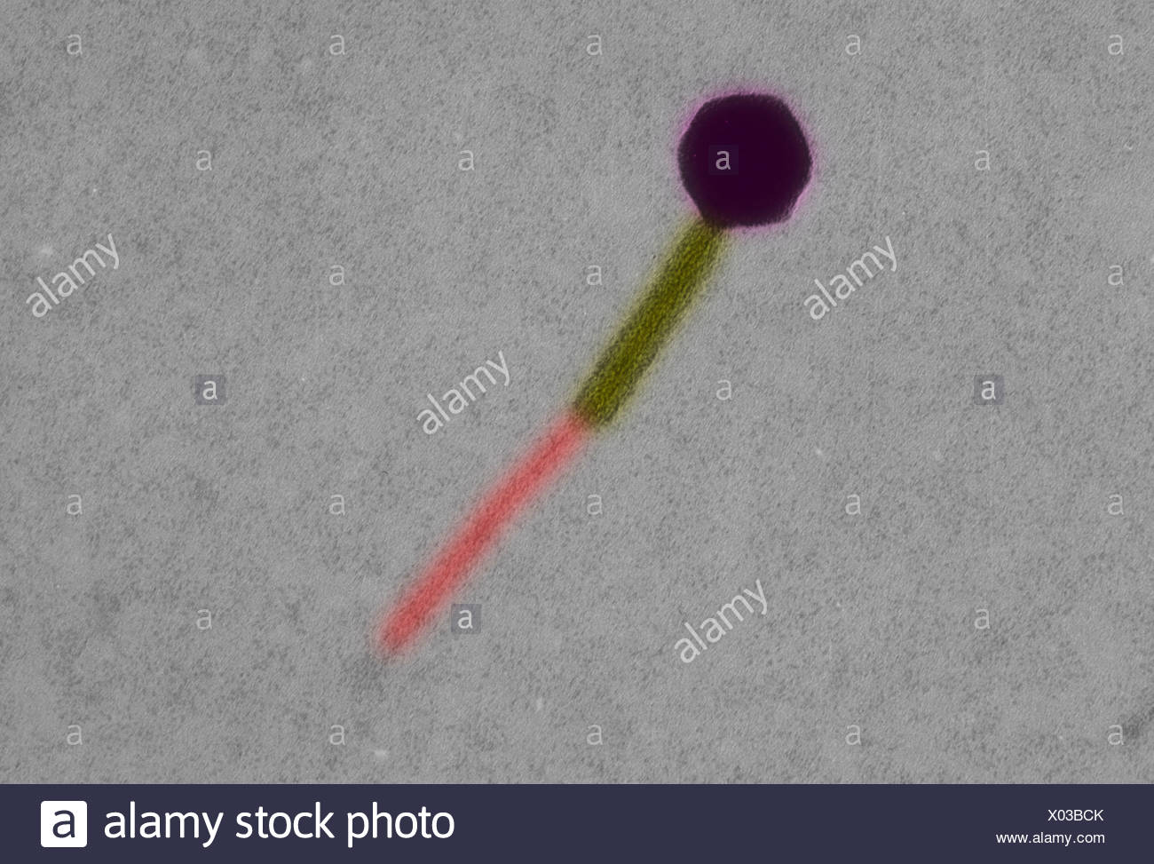 Micrographe bactériophage Escherichia coli Banque D'Images