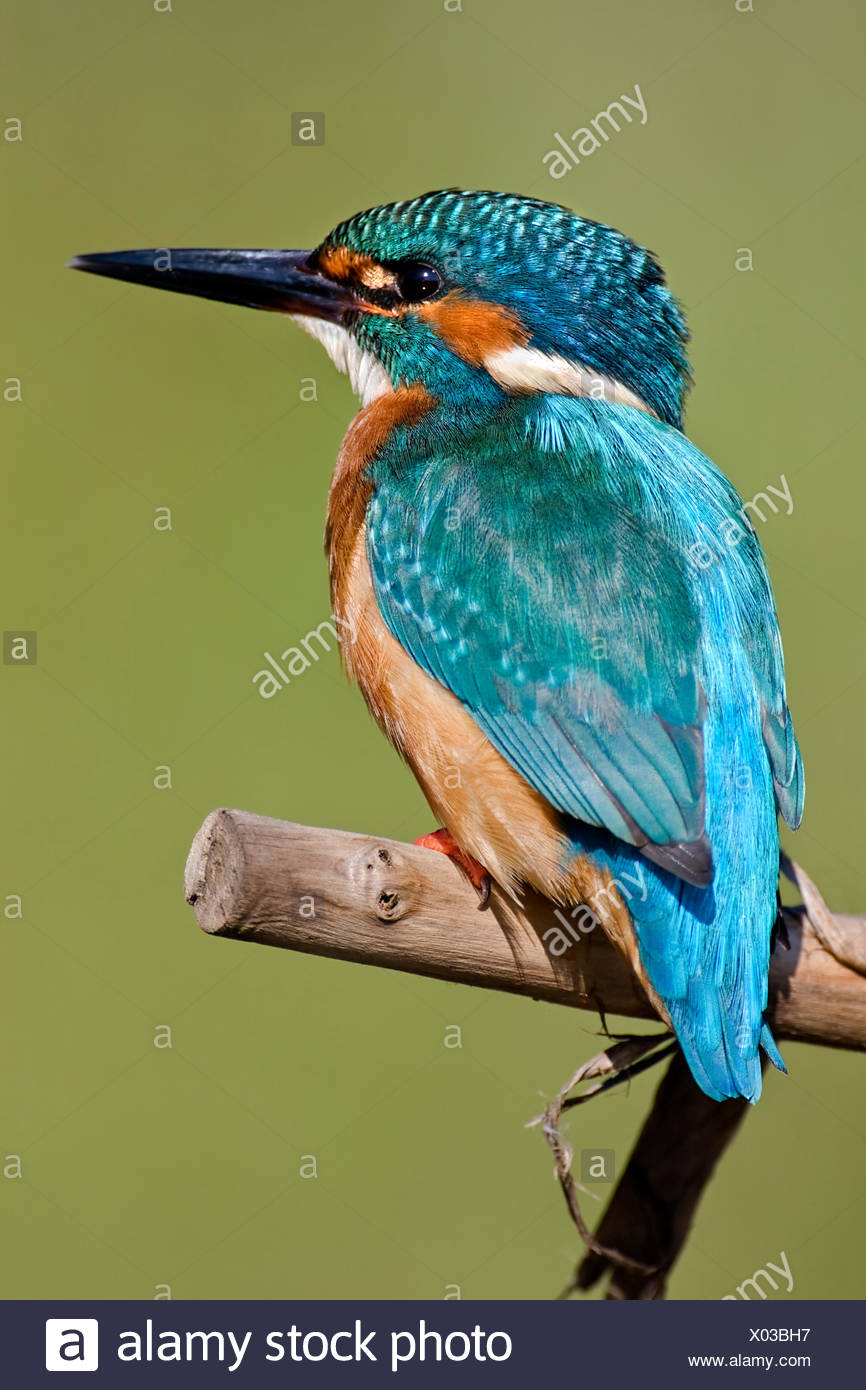 Oiseaux Oiseaux Martin Pêcheur Martin Pêcheur Doiseaux D