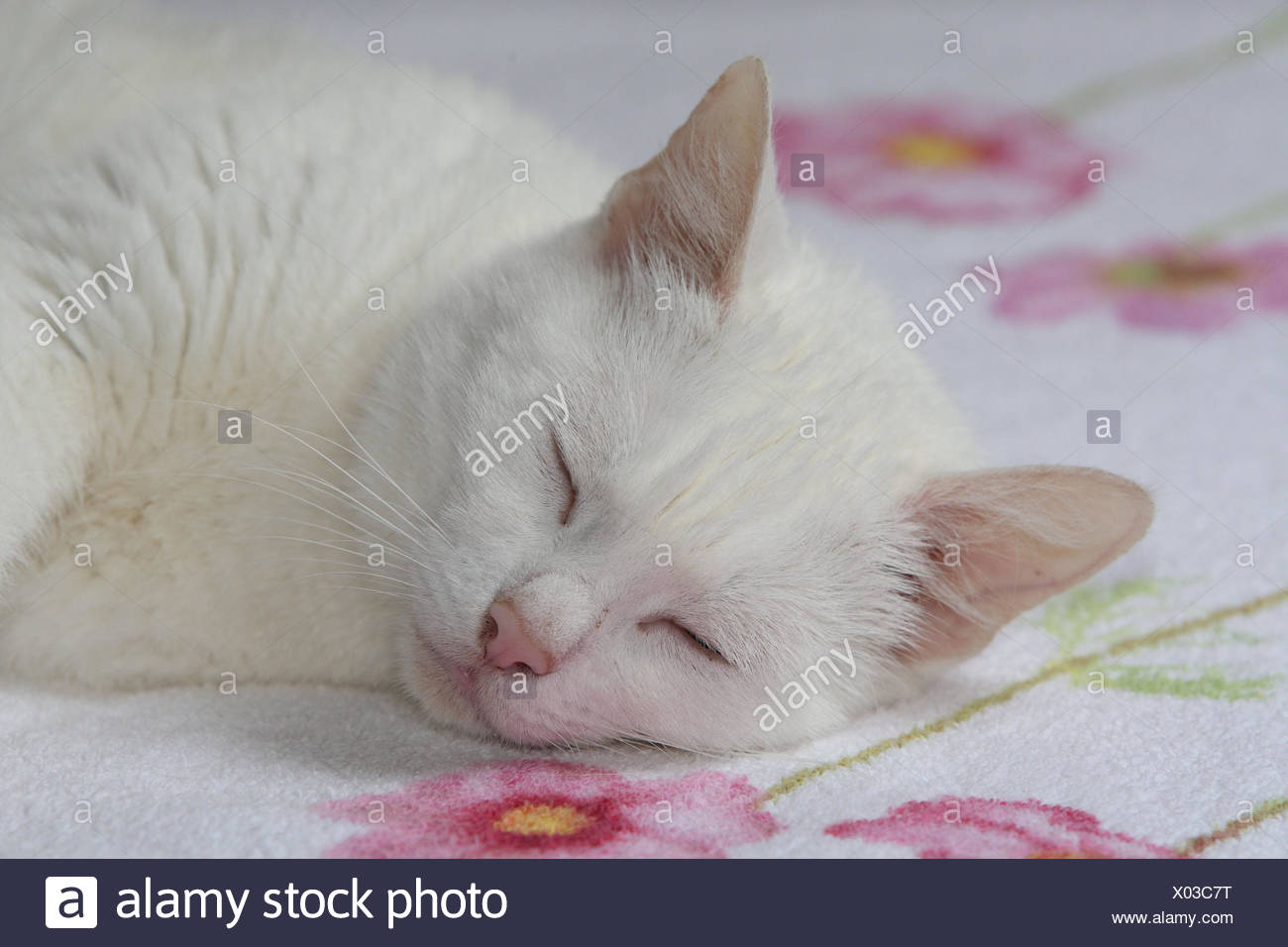 Chat Blanc Dormir Lit Portrait Animaux Mammiferes Animaux Domestiques Petits Chats Felides Domestique Chat De Maison Mensonge Doze Pacifiquement La Fatigue Le Sommeil Le Repos Les Loisirs Le Repos Individuellement Seul Chat Blanc Dormir Lit Portrait Animaux Mammiferes Animaux Domestiques Petits Chats Felides Domestique Chat De Maison Mensonge Doze Pacifiquement La Fatigue Le Sommeil Le Repos Les Loisirs Le Repos Individuellement Seul