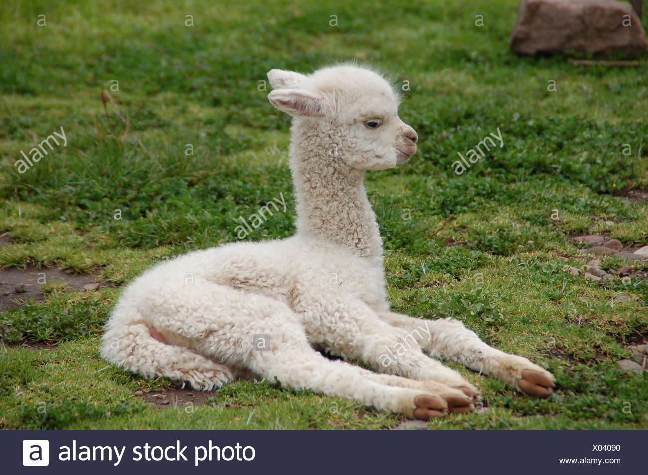 Les Animaux Progeniture Cub Bebe Enfant Animal De L Alpaga Le Lama Nature Animal Photo Stock Alamy