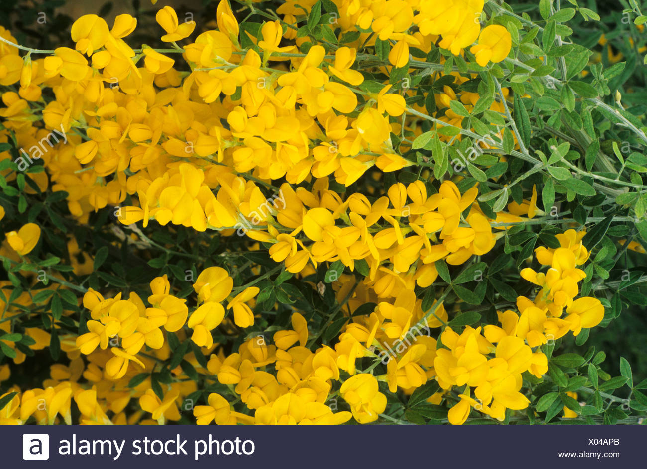 Cytisus X Spachianus Syn Genista Fragrans Genêt Fleur