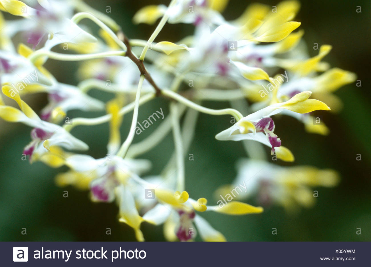 الغريب إلى هذا الحد منافسة عطشان زبدة التوتر orchidées canali -  landscapingaberdeen.com