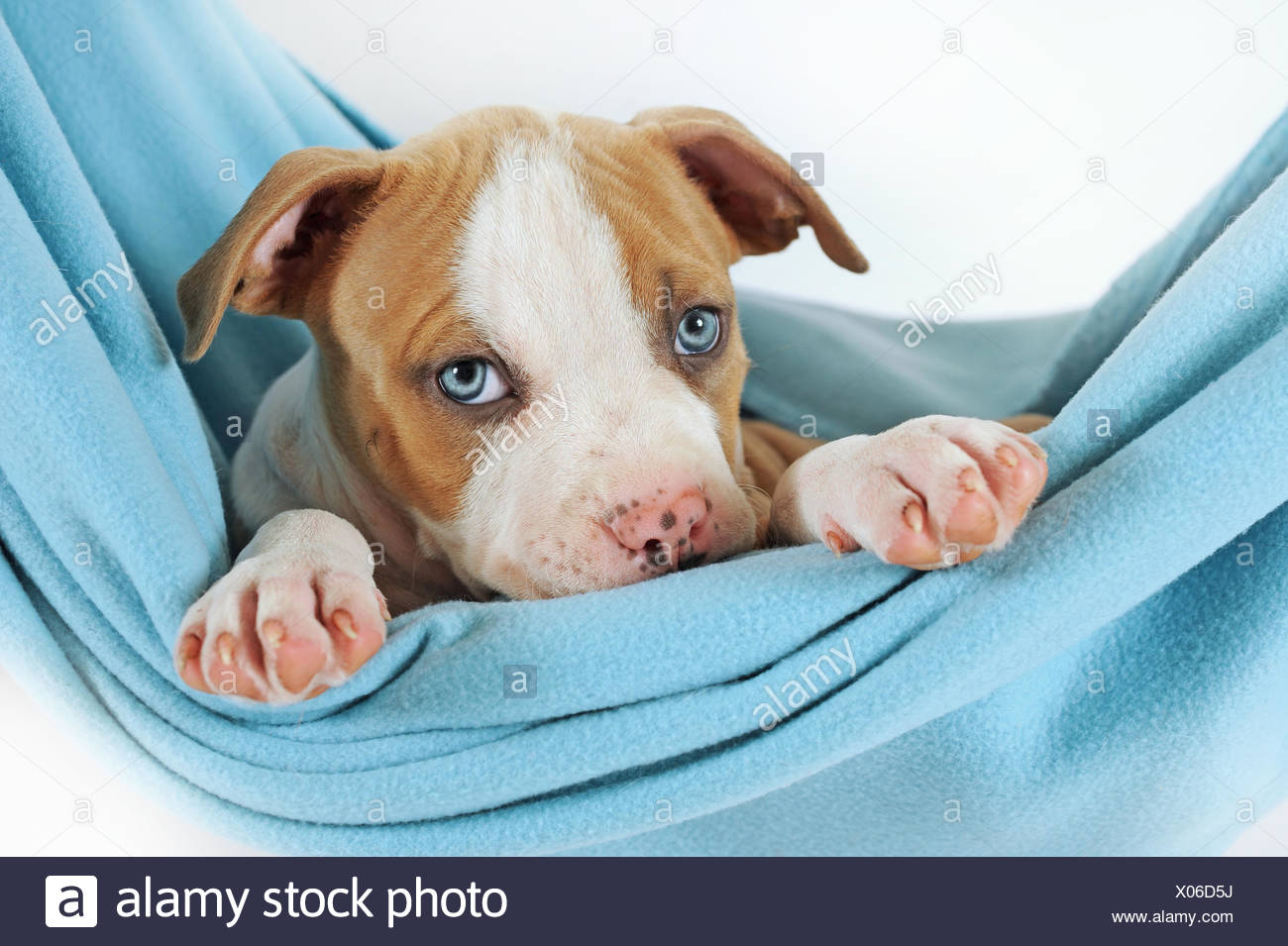 American Staffordshire Terrier Chiot 7 Semaines Fauve Et Blanc Photo Stock Alamy American Staffordshire Terrier Chiot 7 Semaines Fauve Et Blanc Photo Stock Alamy