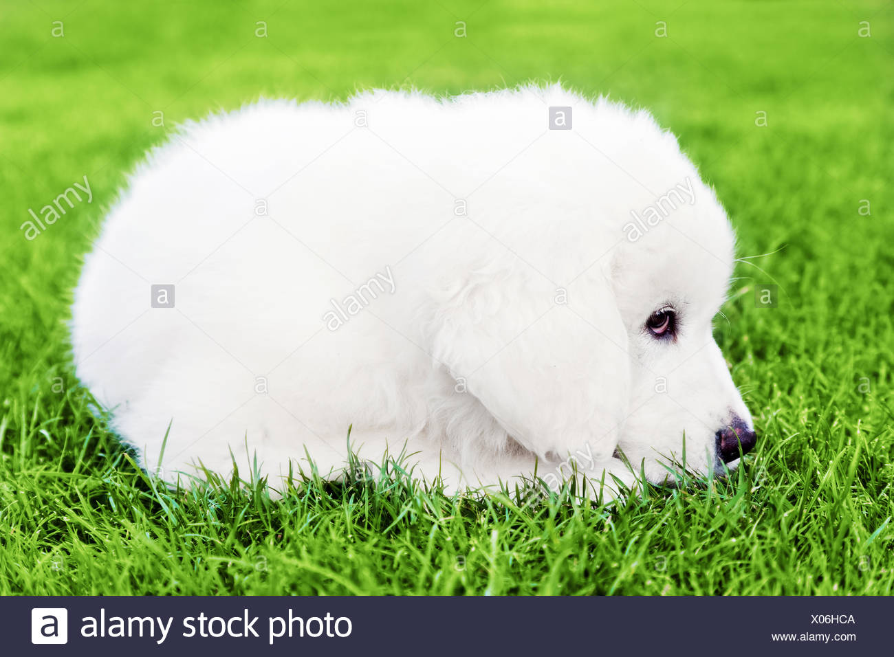 Mignon Petit Chien Blanc Couché Sur Lherbe Le Berger