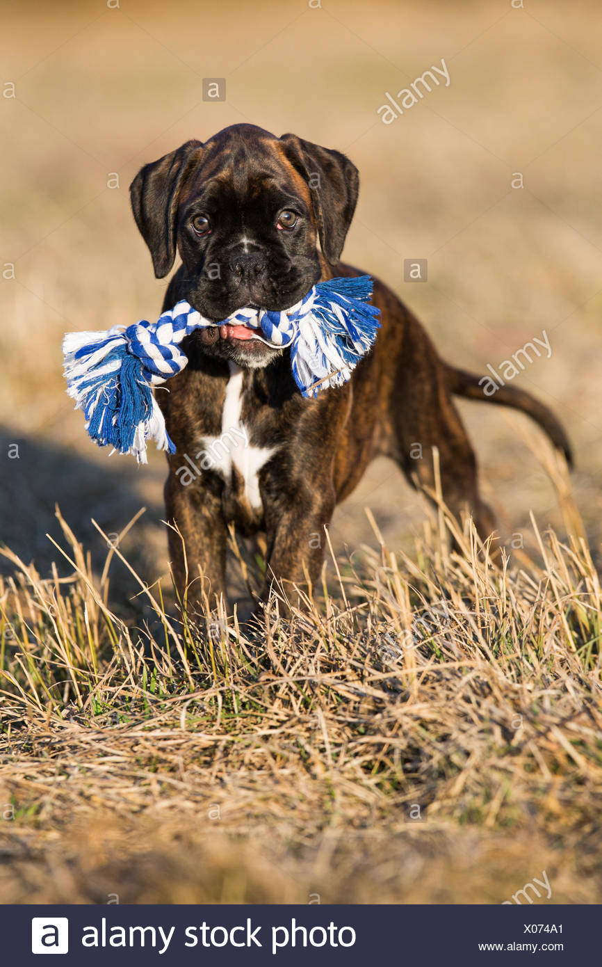 Chiot Boxer Bringe Brown Dans Un Pre Avec Un Chien Toy Tyrol Du Nord Autriche Photo Stock Alamy