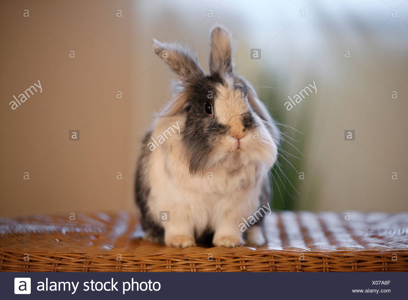 Lapin à tête de lion Banque D'Images