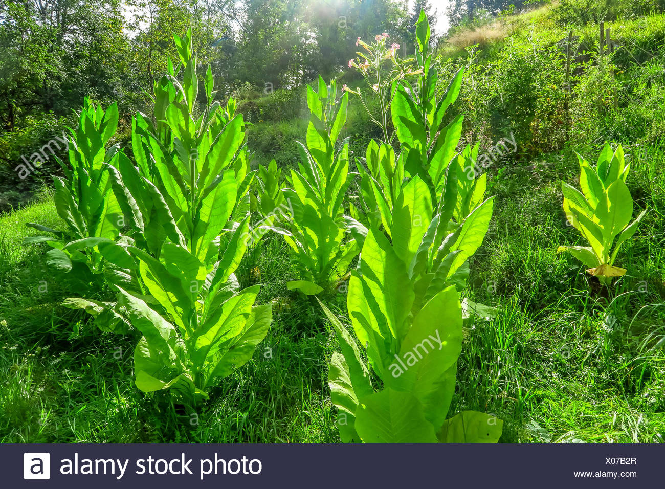 PLANTATION DE TABAC Banque D'Images
