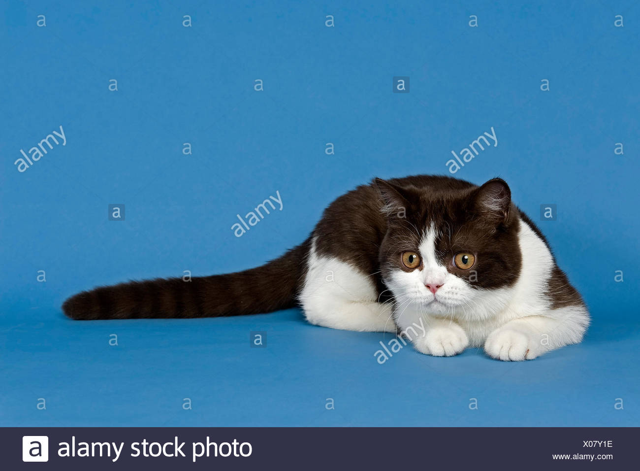 Chat British Shorthair 5 Mois Chocolat Blanc Bicolor Photo Stock Alamy
