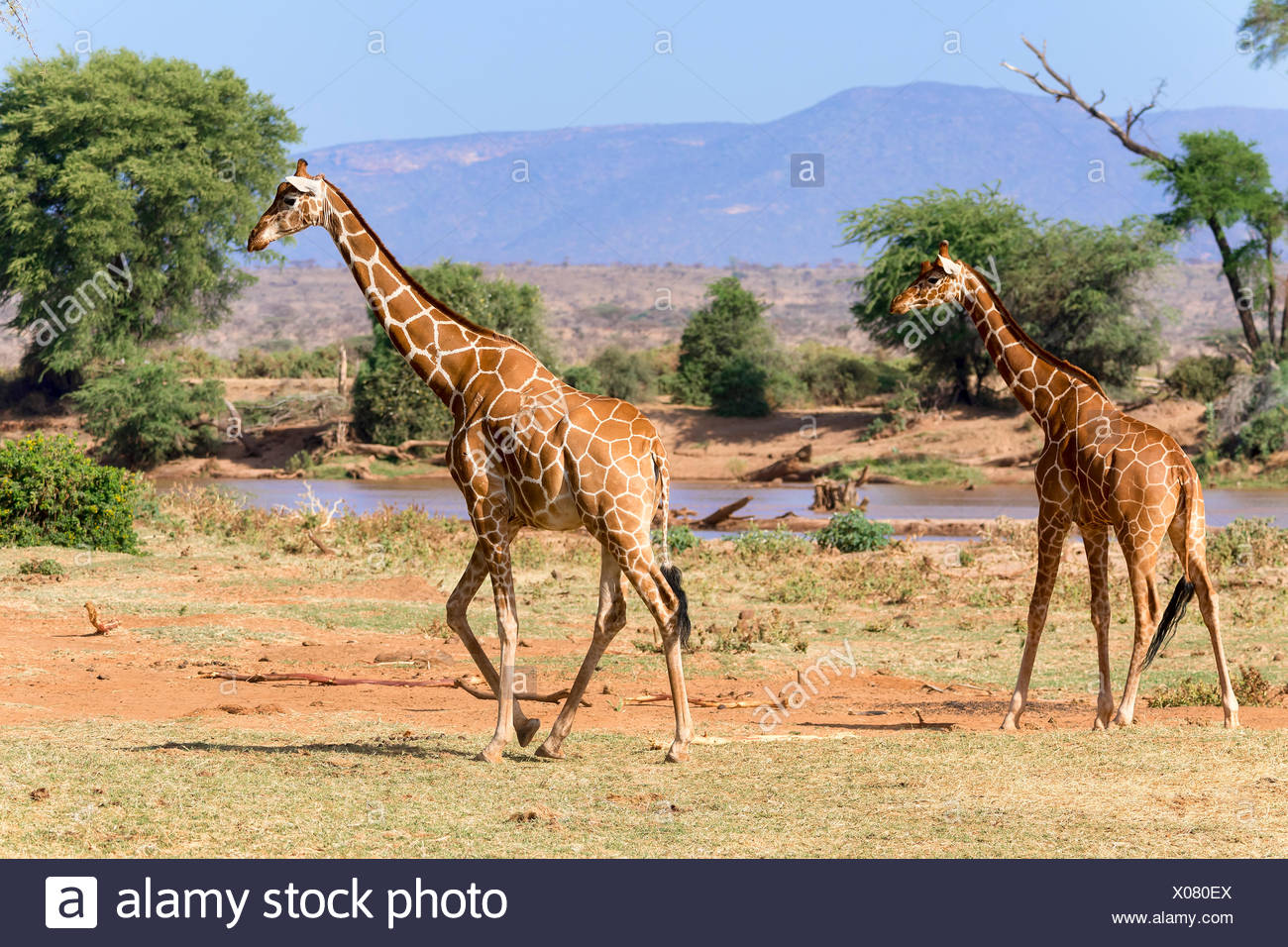 Giraffe réticulée ou Somali girafes (Giraffa camelopardalis reticulata) courir le long de la rivière, la réserve nationale de Samburu, Kenya Banque D'Images