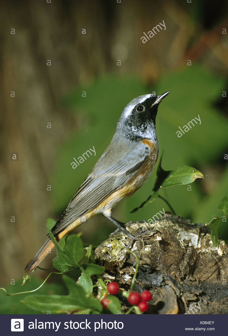 Jardin Rouge Queue Phoenicurus Phoenicurus Sur Le Côté De La