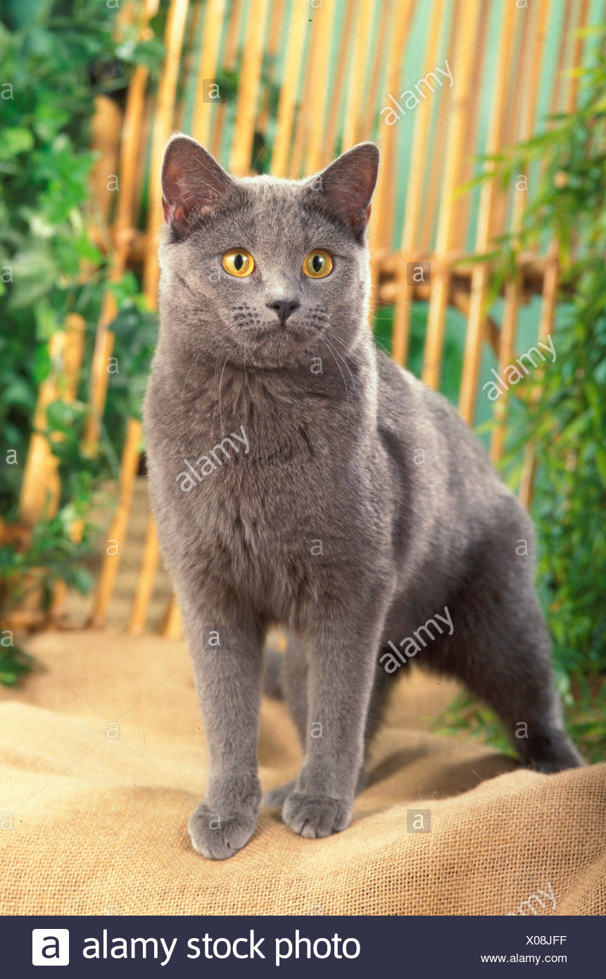 Chat Chartreux Debout Sur Adultes Hessian Allemagne Photo Stock Alamy Chat Chartreux Debout Sur Adultes Hessian Allemagne Photo Stock Alamy
