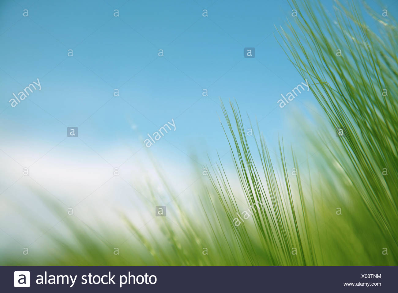 Brins d'herbe contre le ciel bleu Banque D'Images
