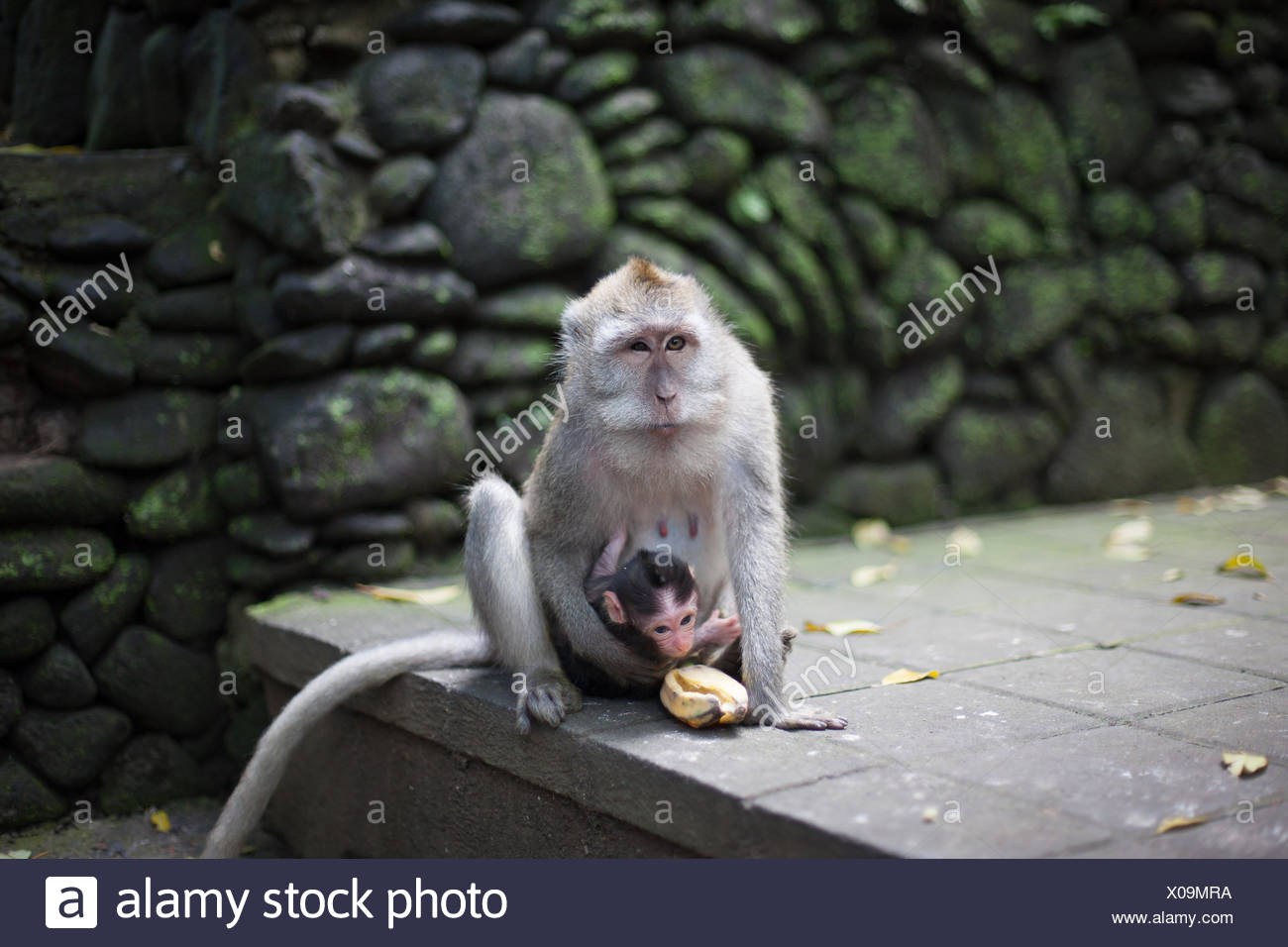 Queue De Singe Banque D Image Et Photos Alamy
